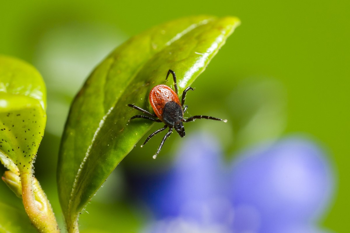 Écosystèmes et biodiversité