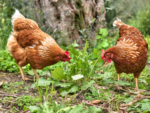 acheter des poules